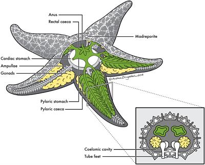 The Microbial Landscape of Sea Stars and the Anatomical and Interspecies Variability of Their Microbiome